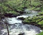 Woodlands - Lynton